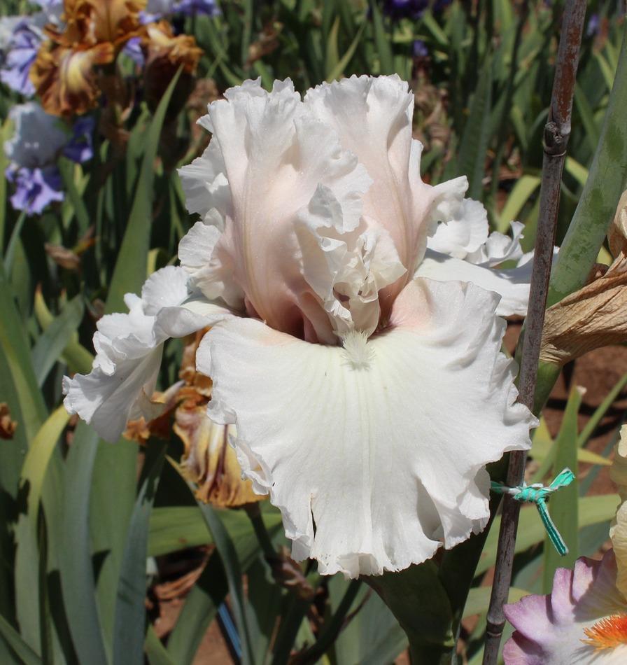 Photo of Tall Bearded Iris (Iris 'Beauty Within') uploaded by Moiris