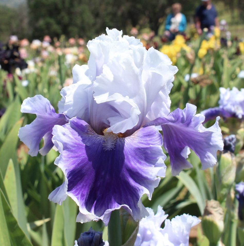 Photo of Tall Bearded Iris (Iris 'Billowing Waves') uploaded by Moiris
