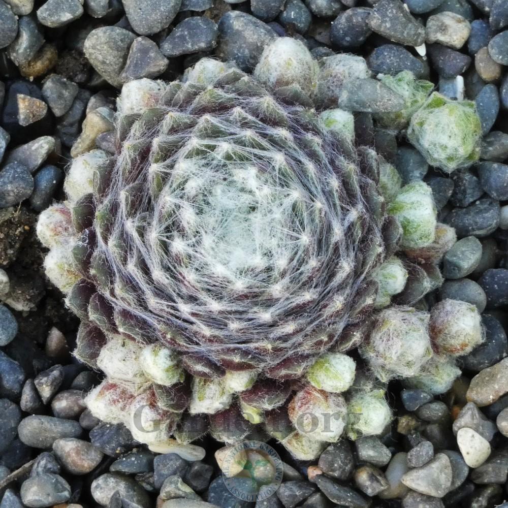 Photo of Hen and Chicks (Sempervivum 'Silver Cup') uploaded by Patty