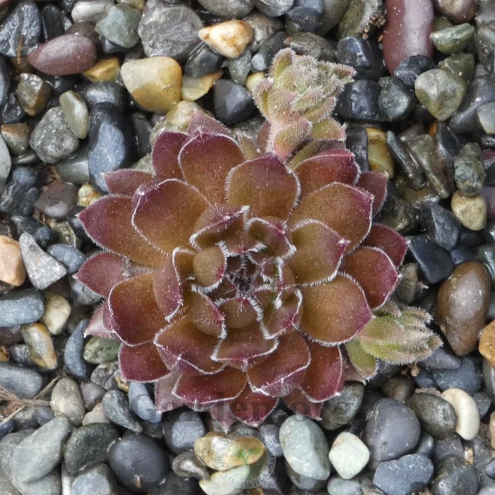 Photo of Hen and Chicks (Sempervivum marmoreum 'Chocolate Pepper') uploaded by Patty