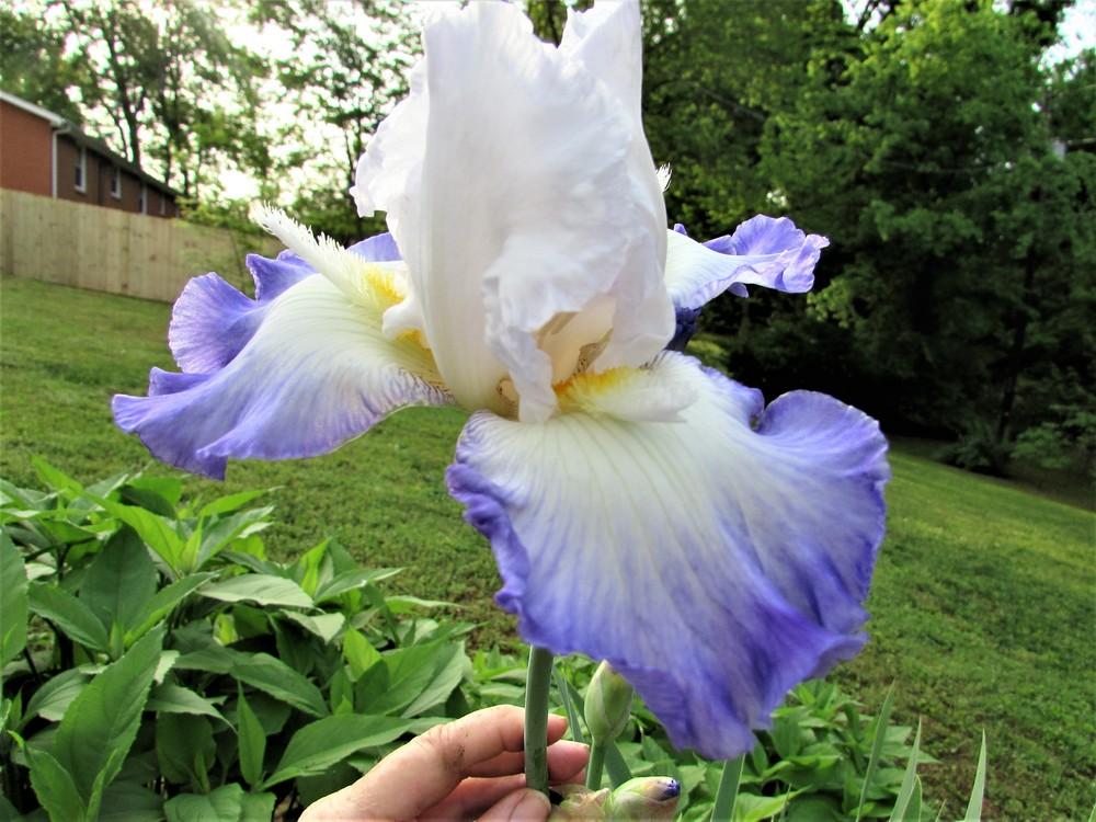 Photo of Irises (Iris) uploaded by SongofJoy