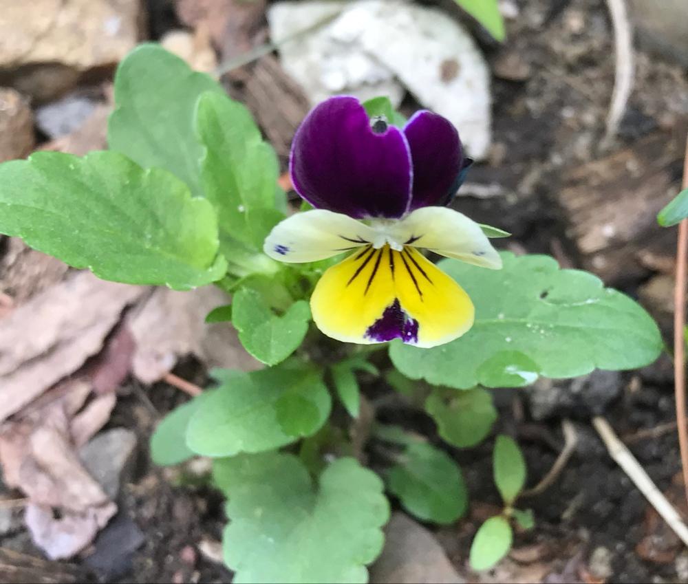 Photo of Johnny Jump-Up (Viola tricolor) uploaded by bxncbx