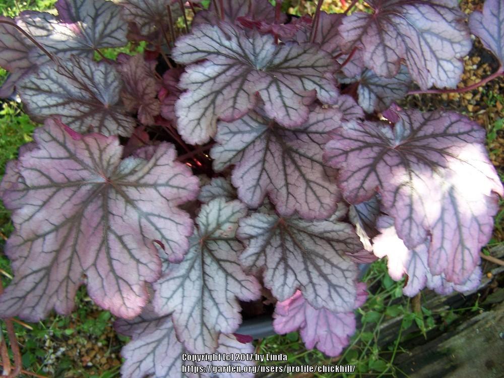 Photo of Coral Bells (Heuchera Dolce® Blackberry Ice) uploaded by chickhill