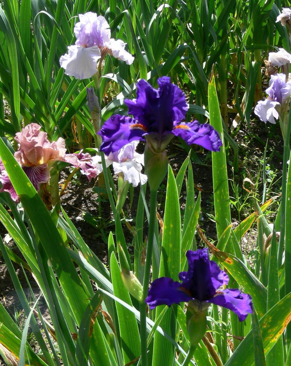 Photo of Tall Bearded Iris (Iris 'Paul Black') uploaded by janwax