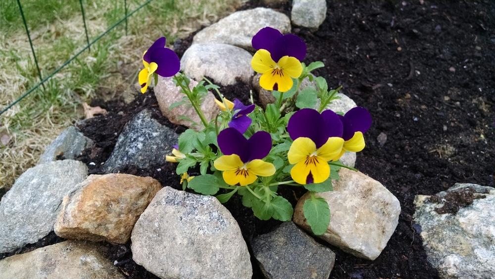 Photo of Johnny Jump-Up (Viola tricolor) uploaded by joannakat