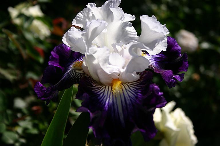 Photo of Tall Bearded Iris (Iris 'Dancing Star') uploaded by loosertora