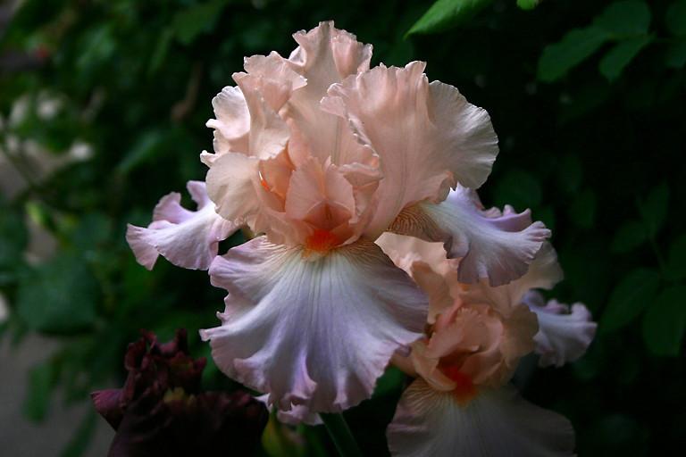 Photo of Tall Bearded Iris (Iris 'Celebration Song') uploaded by loosertora