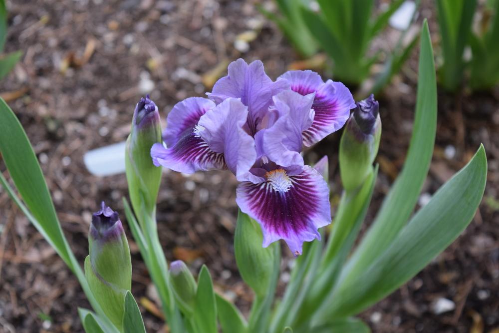 Photo of Standard Dwarf Bearded Iris (Iris 'Bow Tie') uploaded by Dachsylady86