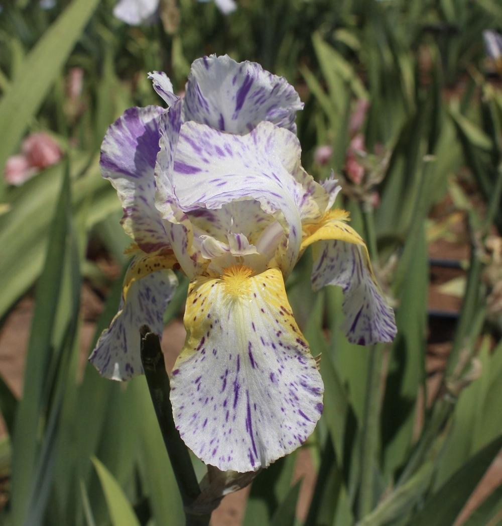 Photo of Border Bearded Iris (Iris 'Minnesota Mixed-Up Kid') uploaded by Moiris