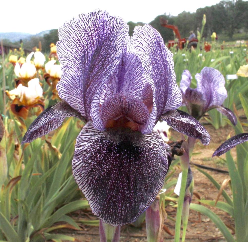 Photo of Arilbred Iris (Iris 'King Jehu') uploaded by Moiris