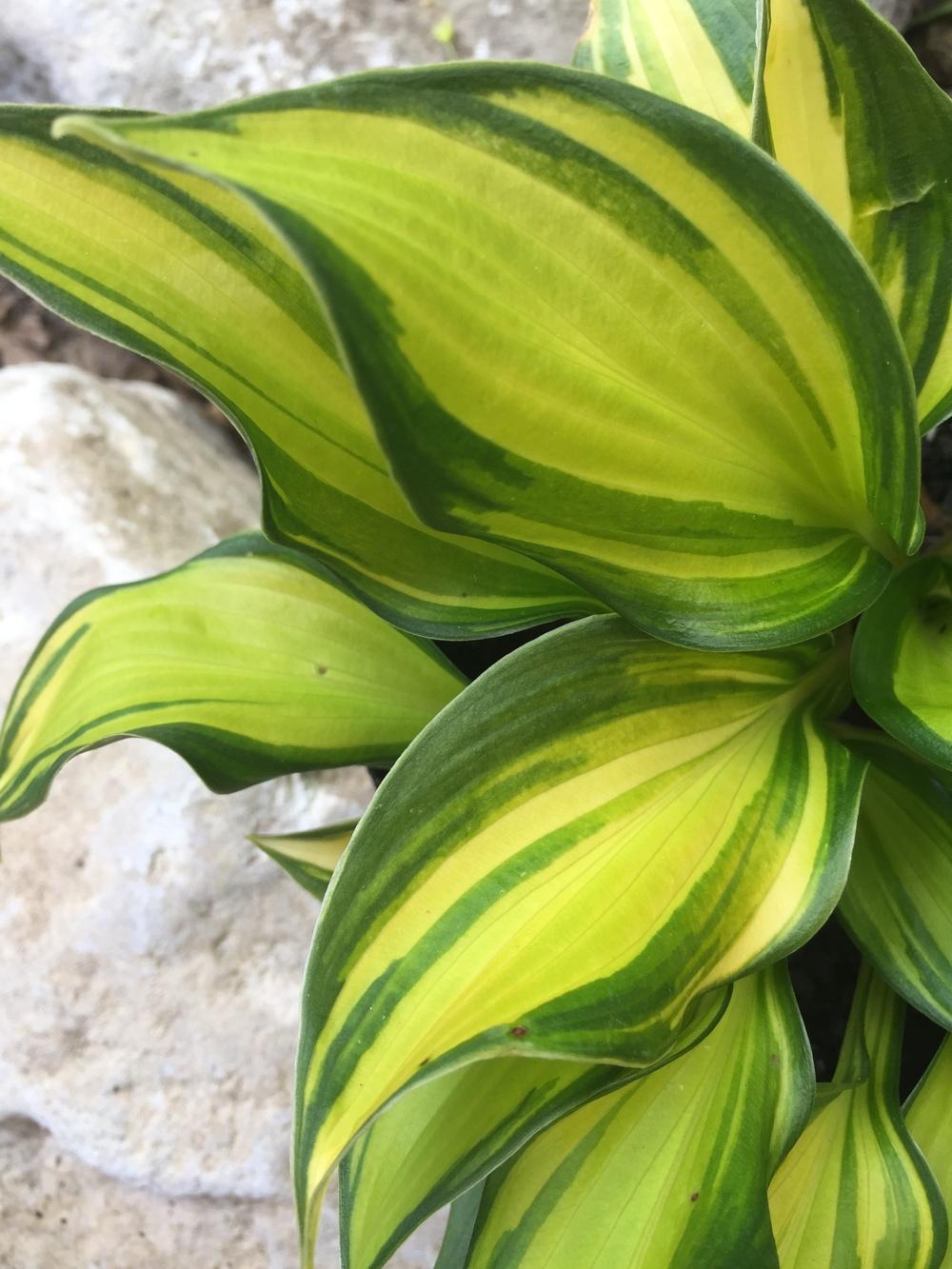 Photo of Hosta 'Rainbow's End' uploaded by SpringGreenThumb