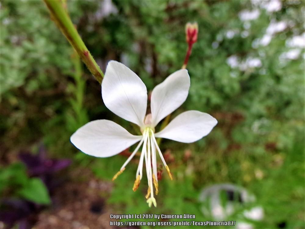 Photo of Appleblossom Grass (Oenothera lindheimeri) uploaded by TexasPlumeria87