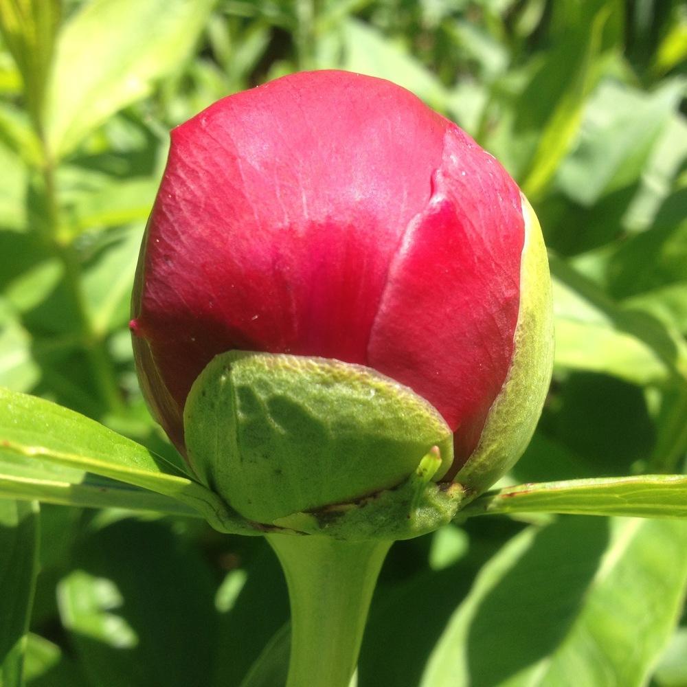 Photo of Peony (Paeonia 'Red Charm') uploaded by csandt