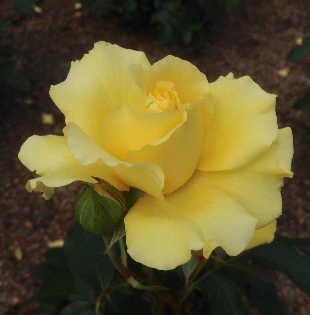Photo of Rose (Rosa 'Sparkle & Shine') uploaded by csandt