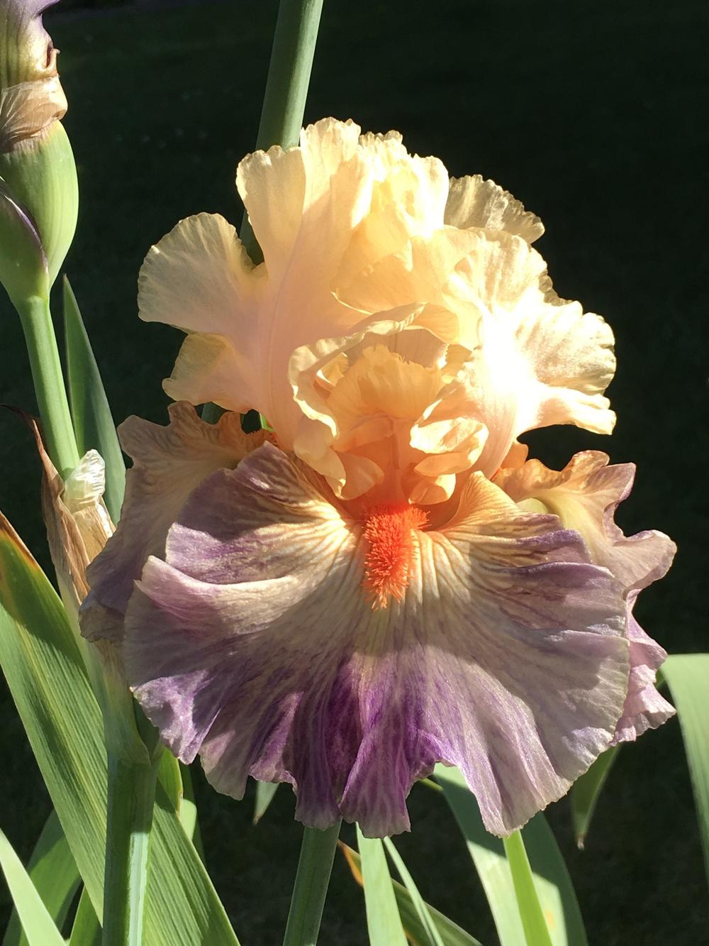 Photo of Tall Bearded Iris (Iris 'Undercurrent') uploaded by lilpod13