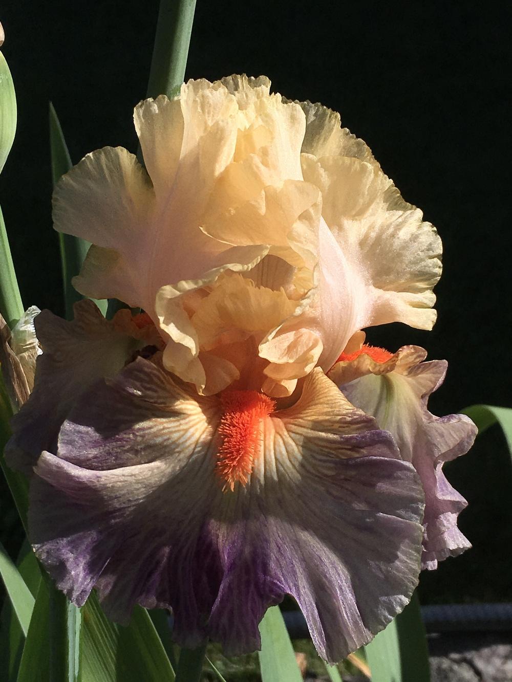 Photo of Tall Bearded Iris (Iris 'Undercurrent') uploaded by lilpod13