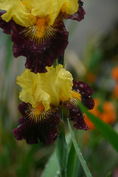 Photo of Tall Bearded Iris (Iris 'Pirate Ahoy') uploaded by loosertora