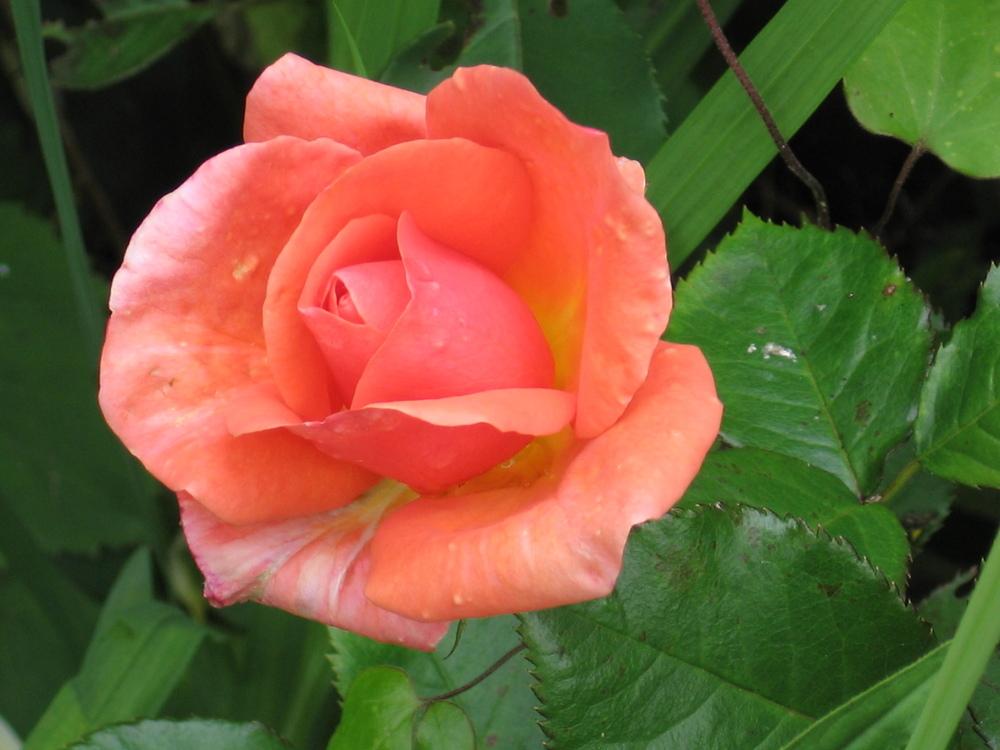 Photo of Rose (Rosa 'Sunset Celebration') uploaded by pjnew
