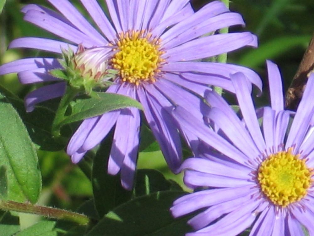 Photo of Aster (Aster x frikartii 'Monch') uploaded by pjnew