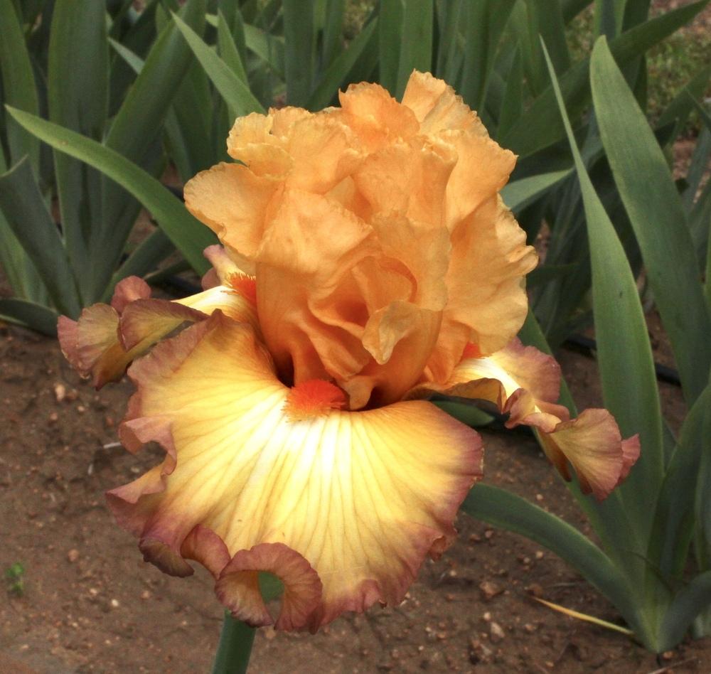 Photo of Tall Bearded Iris (Iris 'Oil Painting') uploaded by Moiris