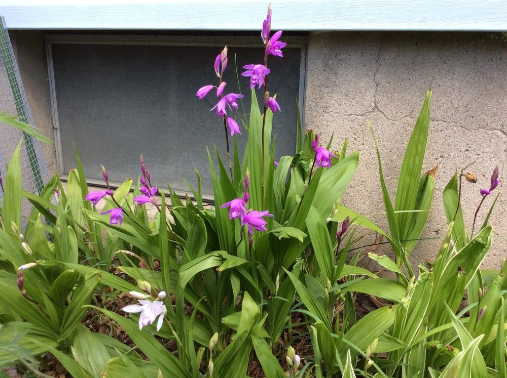 Photo of Chinese Ground Orchid (Bletilla striata) uploaded by Ursula