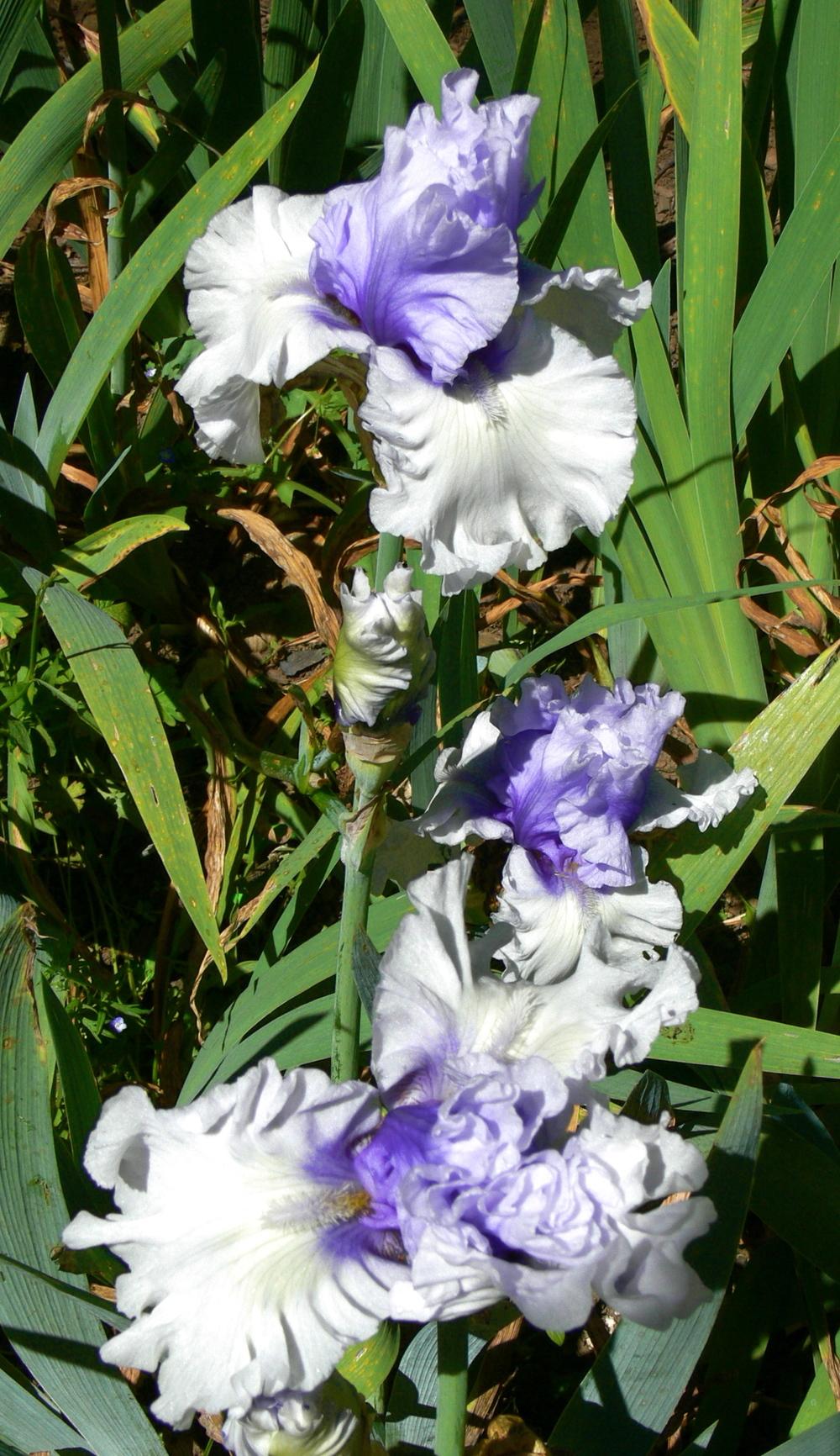 Photo of Tall Bearded Iris (Iris 'Wintry Sky') uploaded by janwax