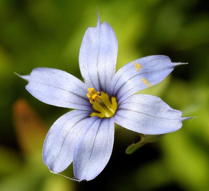 Photo of Narrowleaf Blue-Eyed Grass (Sisyrinchium angustifolium) uploaded by krobra