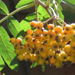 Location: Garden
Date: 2016-10
These berries are on the variety Sorbus aucuparia 'Fructo'