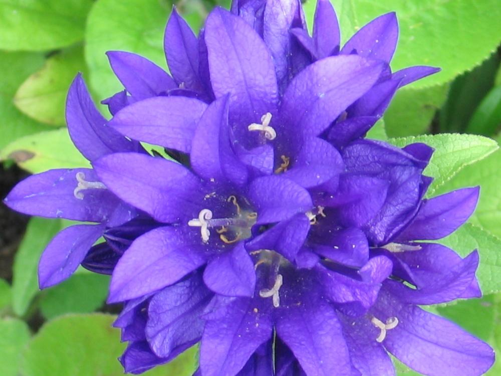 Photo of Clustered Bellflower (Campanula glomerata 'Superba') uploaded by pjnew