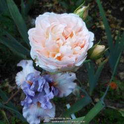 Location: In my Northern California garden
Date: 2017-05-09
With Iris 'Platinum Class'
