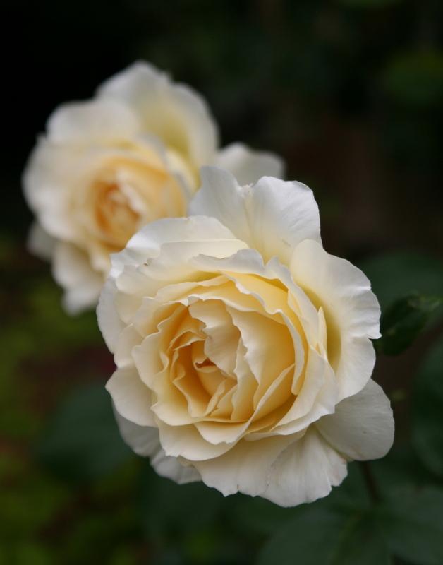 Photo of Rose (Rosa 'Irish Hope') uploaded by Calif_Sue