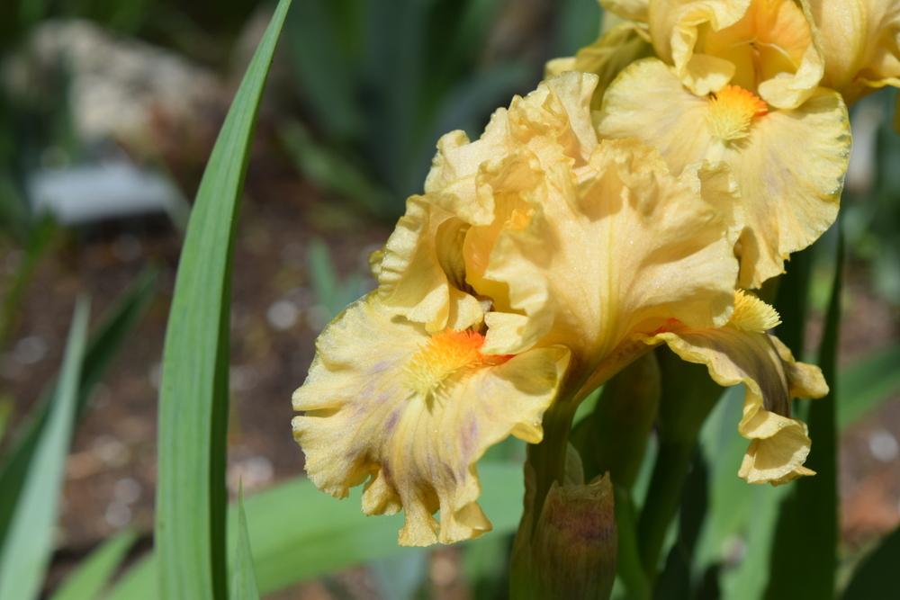 Photo of Standard Dwarf Bearded Iris (Iris 'All Ruffled Up') uploaded by Dachsylady86