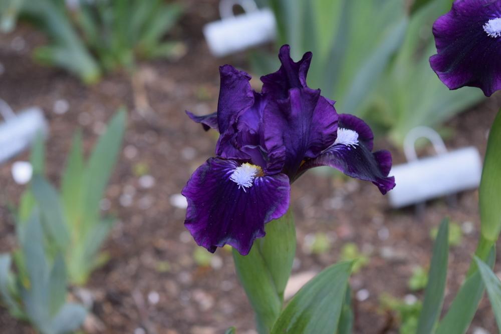 Photo of Standard Dwarf Bearded Iris (Iris 'Wish Upon a Star') uploaded by Dachsylady86
