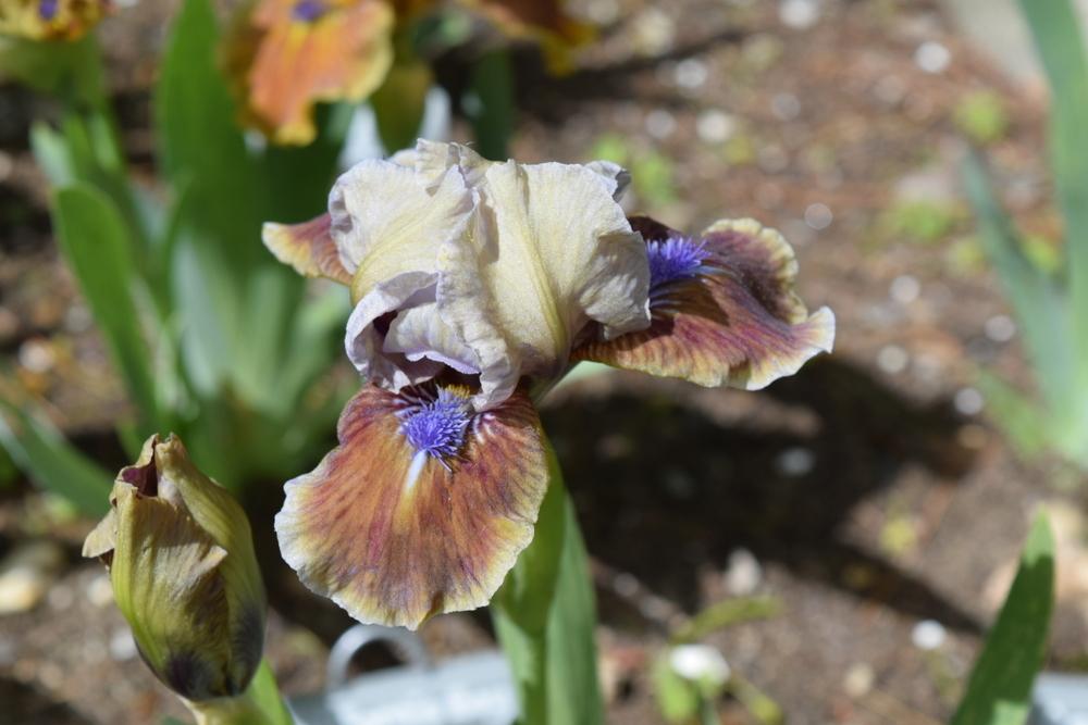 Photo of Standard Dwarf Bearded Iris (Iris 'Private First Class') uploaded by Dachsylady86