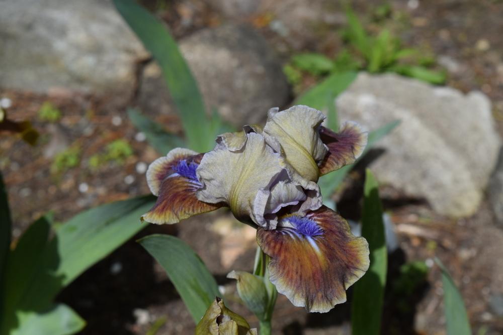 Photo of Standard Dwarf Bearded Iris (Iris 'Private First Class') uploaded by Dachsylady86