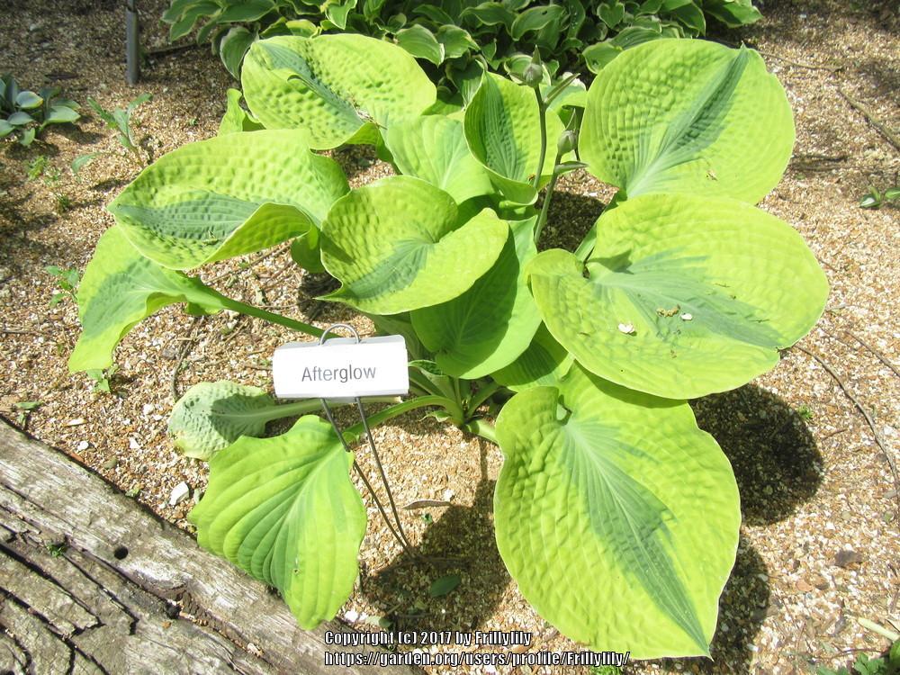 Photo of Hosta 'Afterglow' uploaded by Frillylily