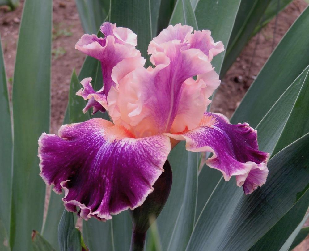 Photo of Tall Bearded Iris (Iris 'Teenybopper') uploaded by QHBarbie