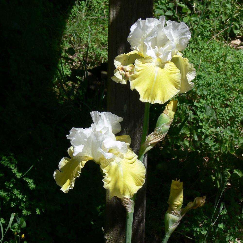 Photo of Tall Bearded Iris (Iris 'Lemon Cloud') uploaded by janwax