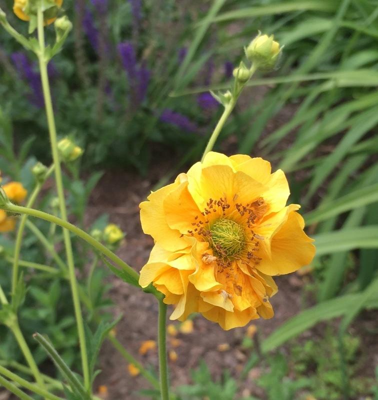 Photo of Geum 'Lady Stratheden' uploaded by Calif_Sue