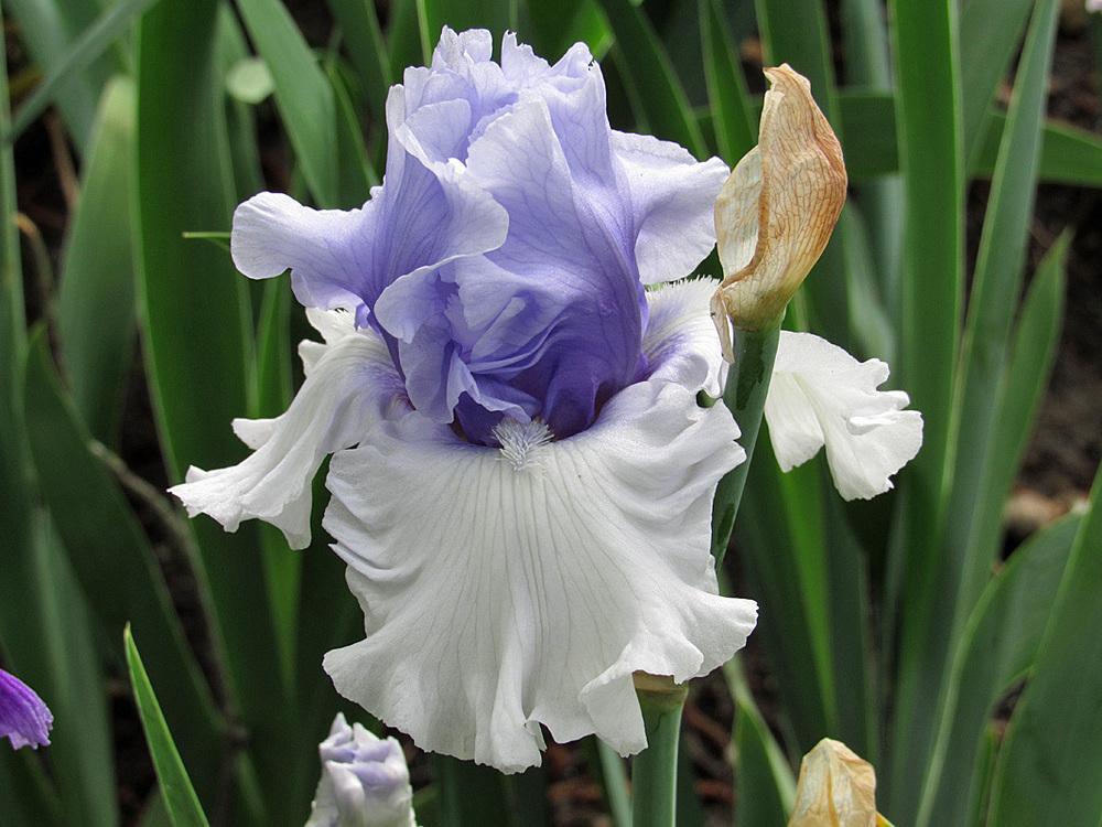 Photo of Tall Bearded Iris (Iris 'Wintry Sky') uploaded by Lestv