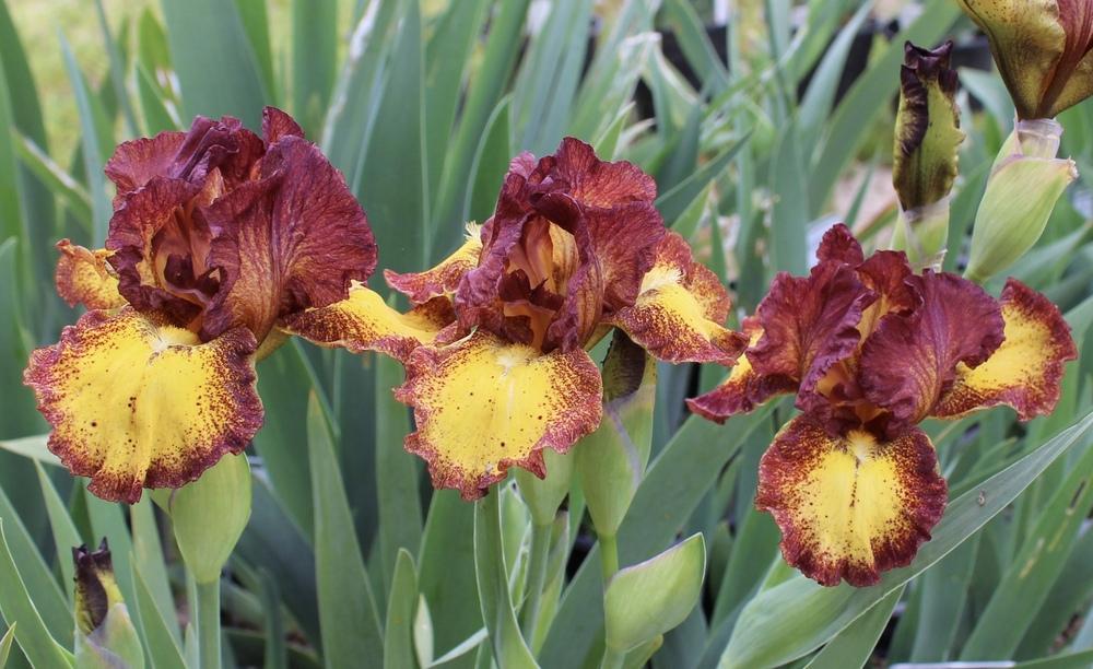 Photo of Intermediate Bearded Iris (Iris 'Red Hot Chili') uploaded by Moiris