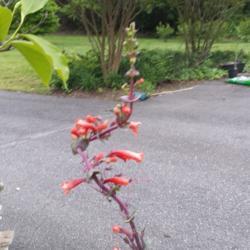 
Date: 2017-05-12
twisty stem from being in car before planting but it straightenin