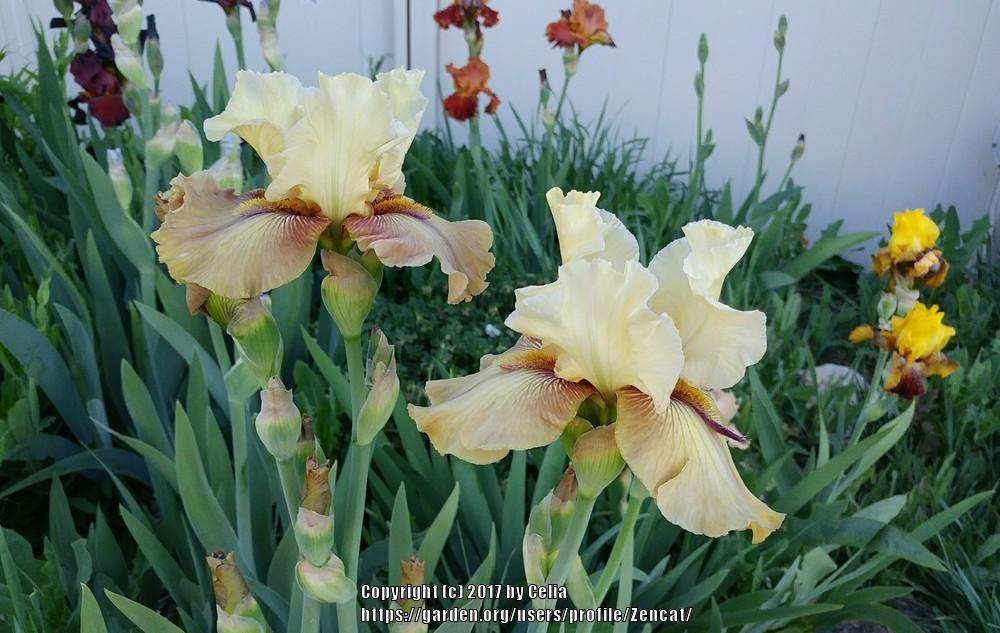 Photo of Tall Bearded Iris (Iris 'Thornbird') uploaded by Zencat