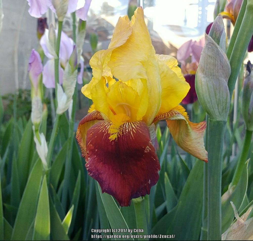 Photo of Tall Bearded Iris (Iris 'Accent') uploaded by Zencat