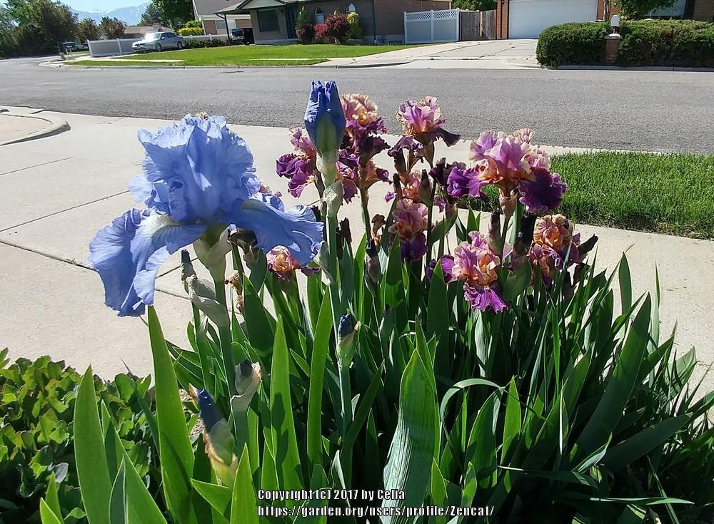 Photo of Tall Bearded Iris (Iris 'Blue Reflection') uploaded by Zencat