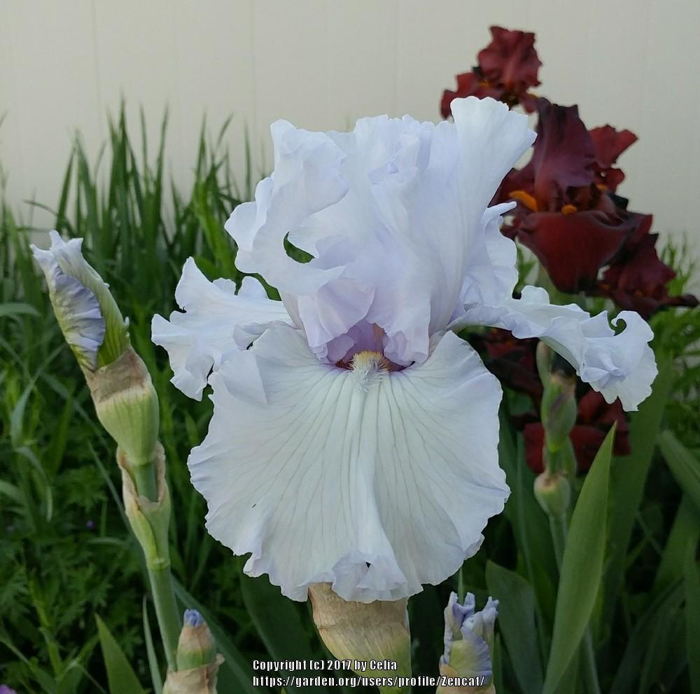 Photo of Tall Bearded Iris (Iris 'Silverado') uploaded by Zencat