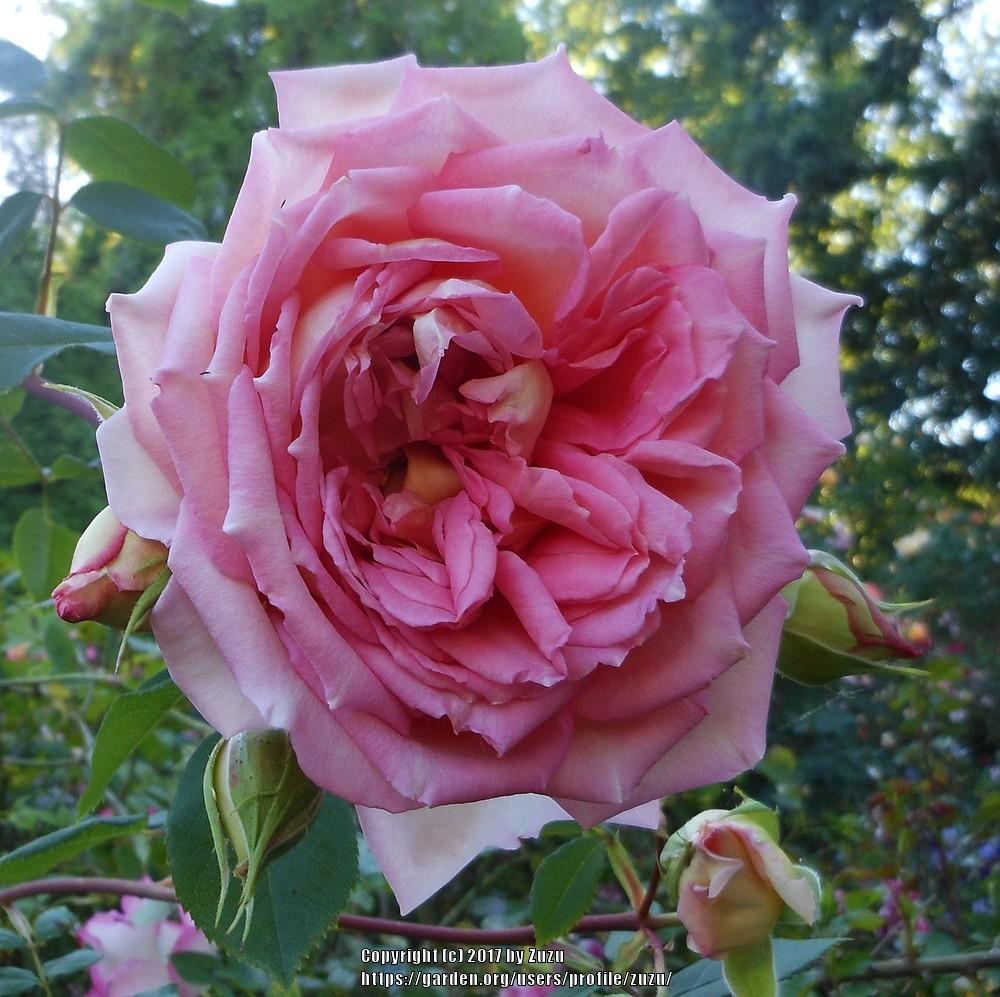 Photo of Rose (Rosa 'Janet') uploaded by zuzu