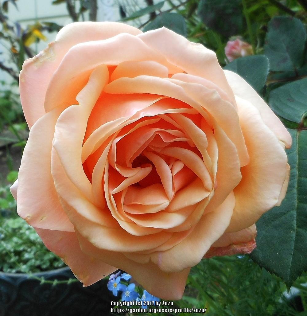 Photo of Rose (Rosa 'Summer Samba') uploaded by zuzu