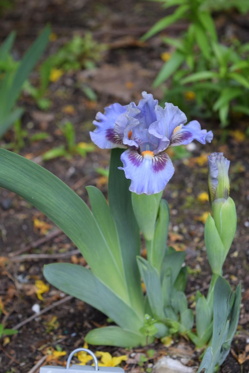 Photo of Standard Dwarf Bearded Iris (Iris 'Eye of Sauron') uploaded by Dachsylady86