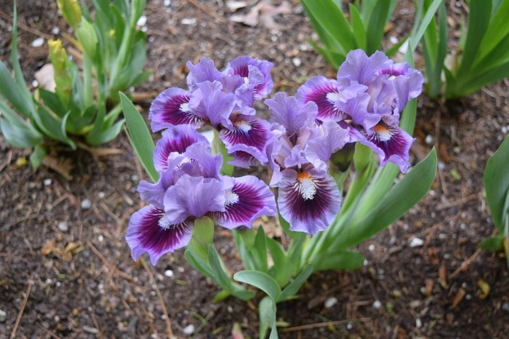 Photo of Standard Dwarf Bearded Iris (Iris 'Bow Tie') uploaded by Dachsylady86